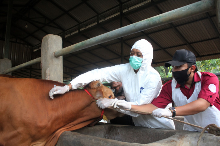 Atasi PMK, Pemerintah Gencarkan Vaksinasi Darurat pada Ternak