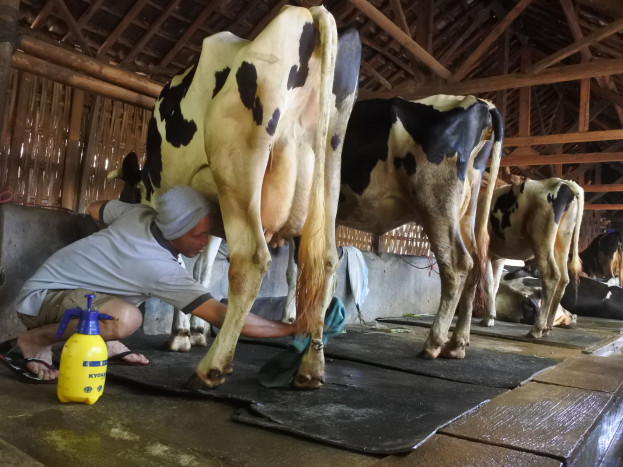 Dampak PMK, Penjualan Susu Perah Turun Drastis