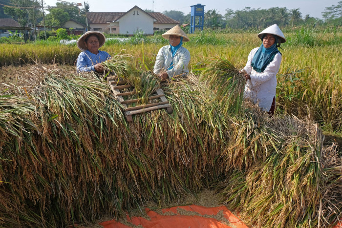 UI: Indonesia Sukses Tingkatkan Produksi Pangan Nasional