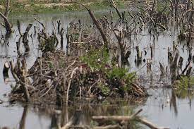 38.700 Hektare Hutan Mangrove di Jawa Barat Rusak