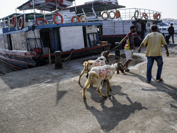 Lebih Utama Kurban Kambing atau Patungan Sapi?