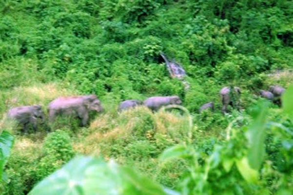 Konflik Gajah-Manusia di Aceh Terjadi Hampir Setiap Hari