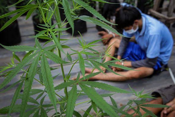 DPR Menanti Penelitian Ganja untuk Medis dari Pemerintah