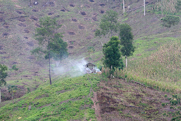 Ratusan Ribu Hektare Lahan Kritis di Jateng Kembali Dihijaukan