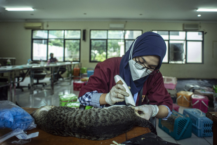 Ini Pentingnya Mengebiri Kucing Peliharaan Anda