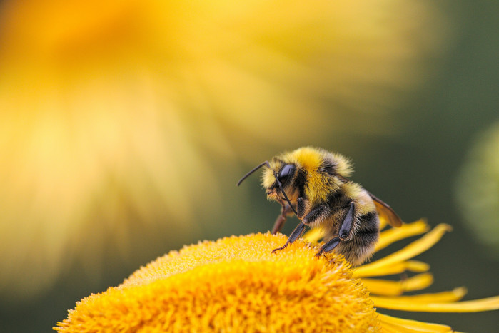 Ilmuwan Buktikan Kecerdasan Lebah