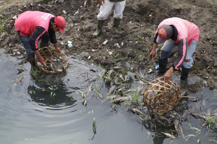 Banyak Ikan Sapu-Sapu Mati di Sungai, DKI Lakukan Uji Sampel Air