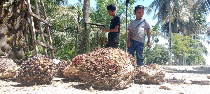 Pengembangan Industri Minyak Makan Merah Dimulai Januari 2023