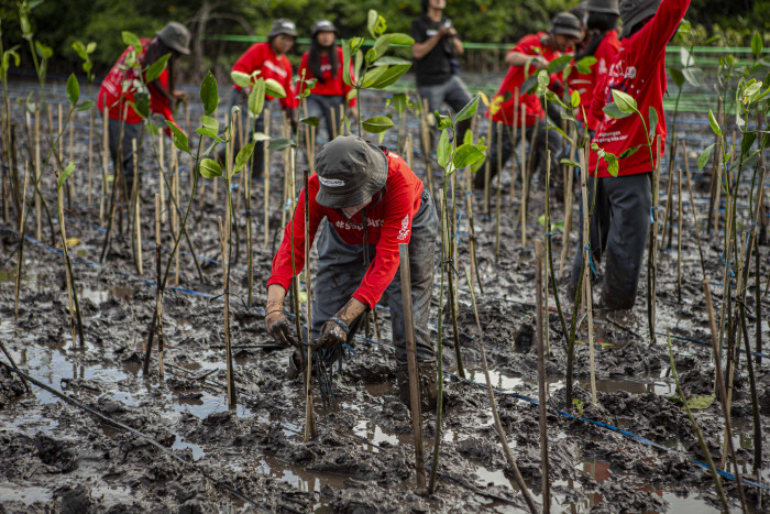 Djarum Foundation Tanam 5.000 Bibit Mangrove di Bali