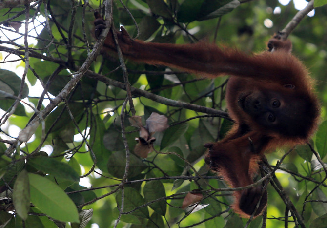 BKSDA Aceh Evakuasi Orangutan Diselamatkan Warga