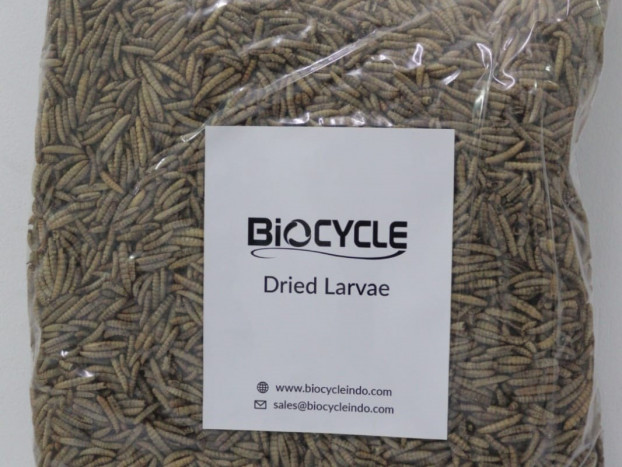 Biocycle Ekspor Larva ke Inggris Senilai Rp1 Miliar