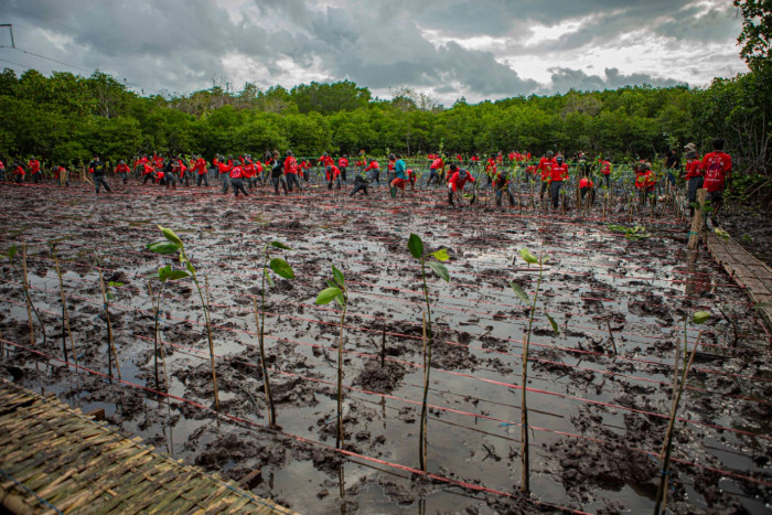 Djarum Foundation Tanam 5.000 Bibit Mangrove di Bali 