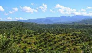 Petani Sawit Dukung Kejagung Tindak Pelaku Deforestasi
