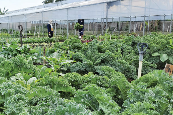Pertanian Organik sebagai Solusi Hidup Sehat