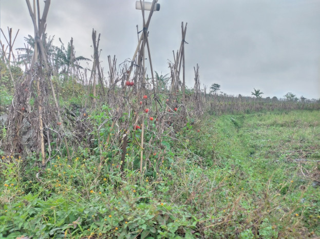 Harga  Anjlok, Petani di Kabupaten Semarang Biarkan Tomat Busuk di Pohonnya