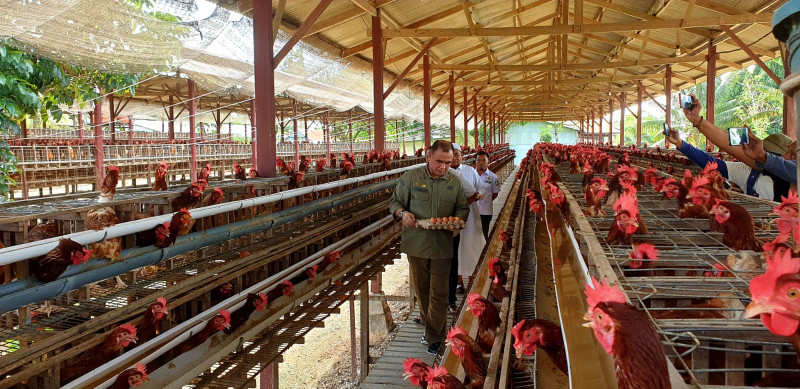 Kementan: Stok Telur Ayam Ras di Indonesia Wilayah Timur Aman dan Cukup