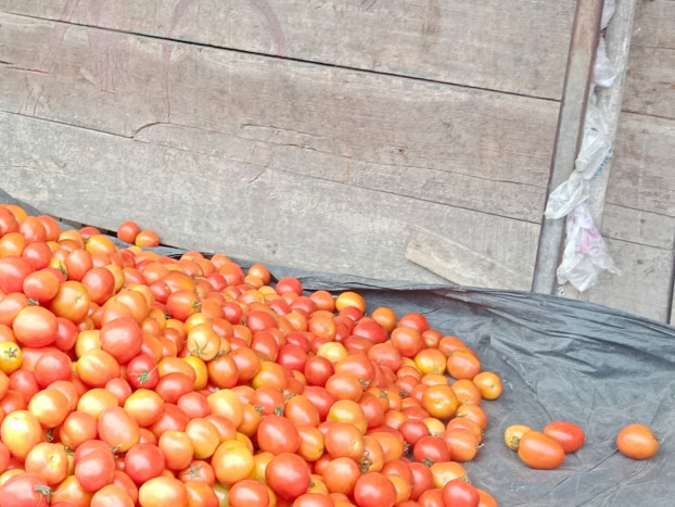 Petani Aceh Buang Banyak Tomat karena Harganya Anjlok