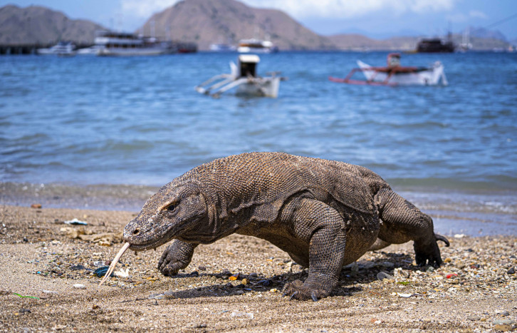 Enam Pelaku Perusakan TN Komodo Terancam 5 Tahun Penjara