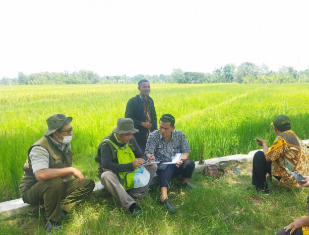 Kementan: Serangan Kerdil Rumput ke Padi di Sragen Hanya 0,66 Hektare