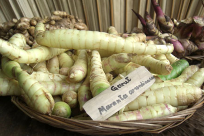 Manfaat Umbi Garut dari Pangan hingga Bahan Kosmetik 