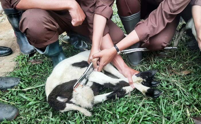 Uji Kompetensi, Mahasiswa Keswan Polbangtan Mahir Kastrasi Domba