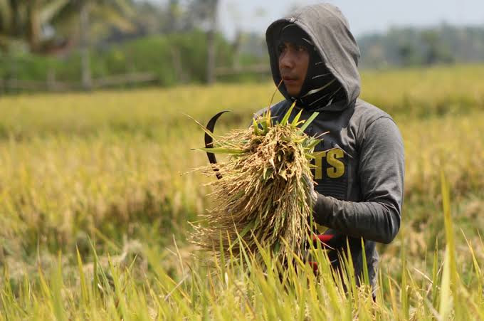 Bulog Sulit Serap Gabah Petani, HPP jadi Kambing Hitam