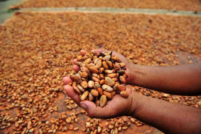 Dengan Peta Jalan, Luwu Utara Targetkan Produksi Kakao Jadi 3 Ton Per Hektare