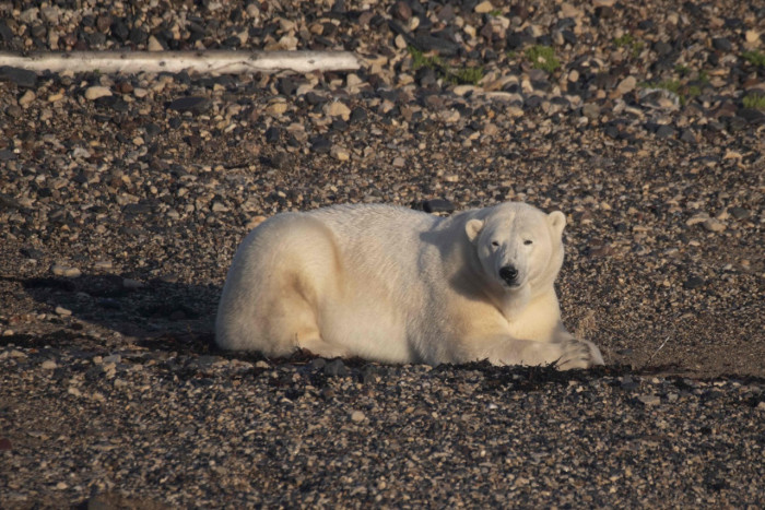 Perubahan Iklim Membuat Populasi Beruang Kutub Semakin Terancam
