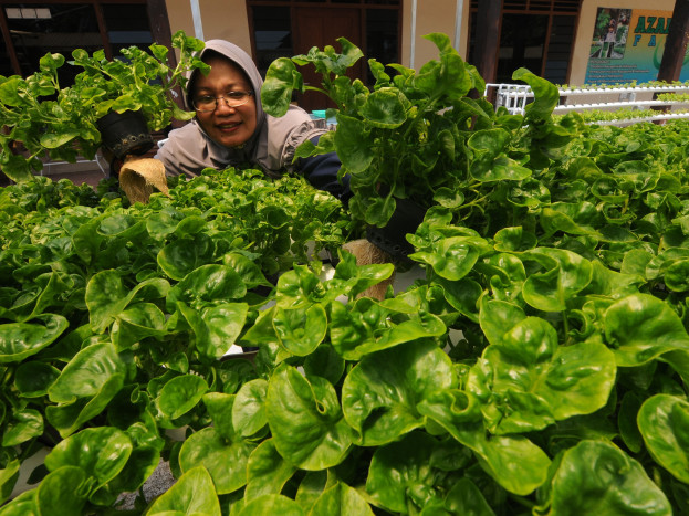 Cuan Berlimpah dari Bisnis Sayuran Hidroponik