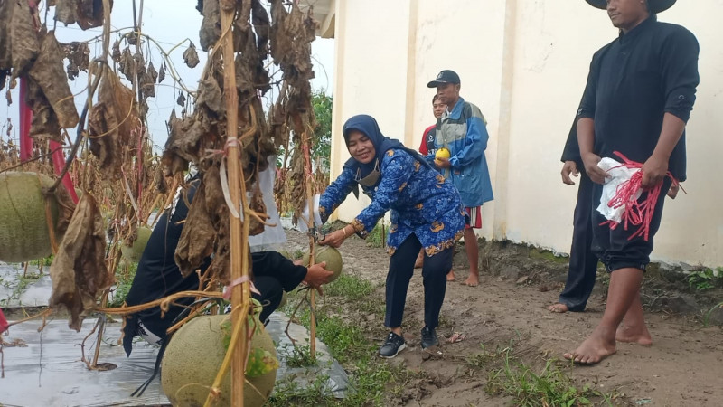 Implementasi Kurikulum Merdeka, SMPN 1 Bulakamba Brebes Budidaya Melon