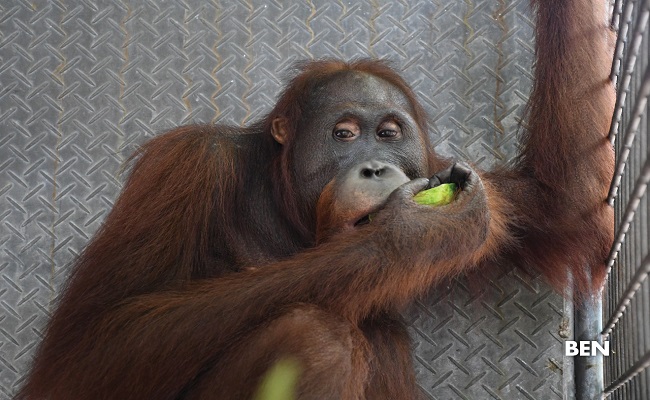 Tiga Orangutan Dilepasliarkan di TN Bukit Baka Bukit Raya