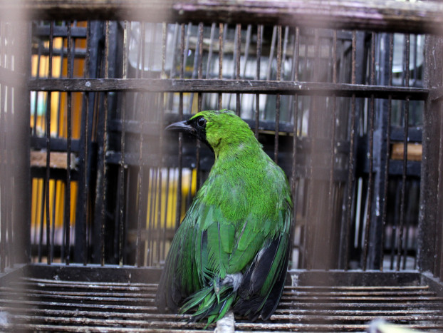 Kementan Lepaskan Burung Cucak Hijau di Hutan Juwata Krikil