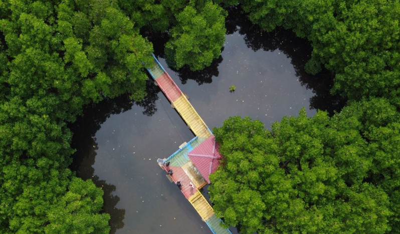 Menilik Fungsi Ekologis Hutan Mangrove