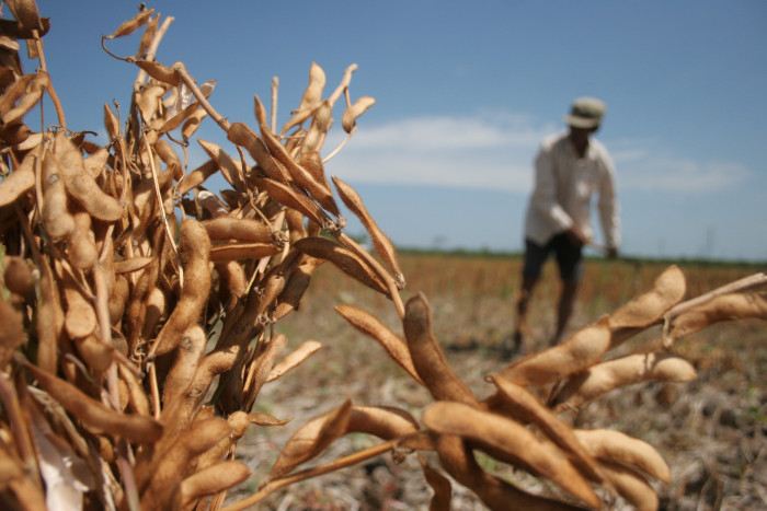 Petani Sambut Baik Pembelian Kedelai Langsung oleh PT FKS Multi Agro Tbk