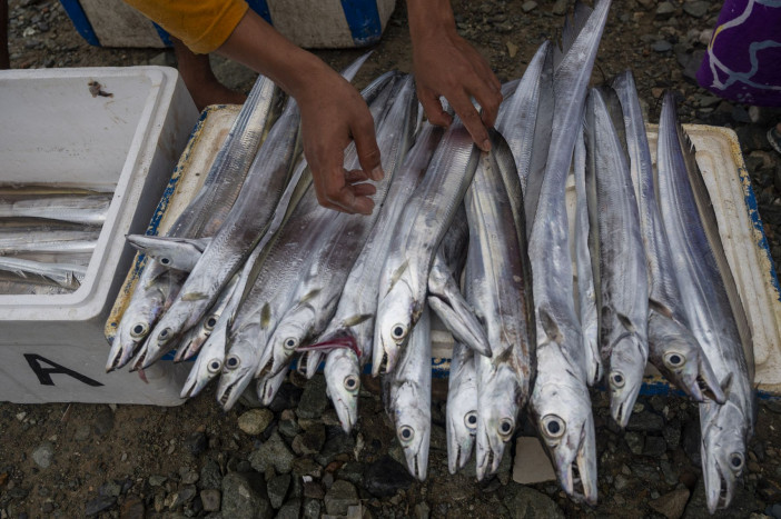 Tiga Jenis Ikan Jadi Andalan Nelayan Lebak Hingga Gulirkan Perputaran Rp40 Miliar