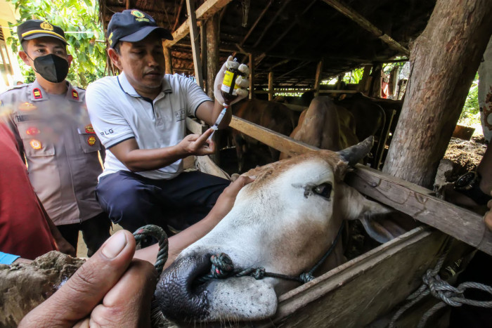 Peternak Sapi di Madura Antisipasi Penyakit LSD