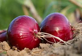 Bawang Merah dari Lereng Sindoro Sumbing Tembus Supermarket Nasional