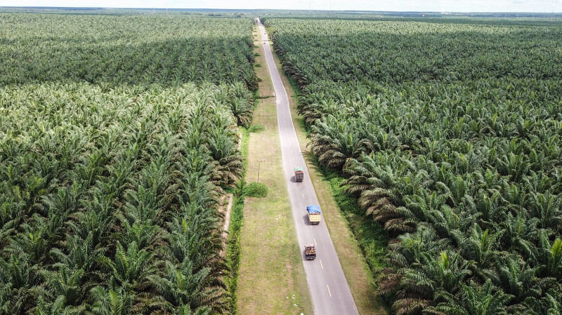 Uni Eropa Minta Sawit yang Diekspor Tak Terkait Deforestasi