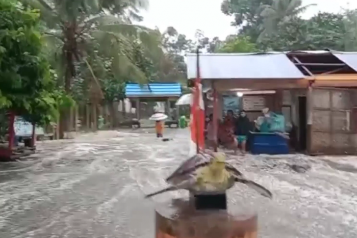 Banjir Rob di Polewali Mandar Terjang Rumah Konservasi Penyu