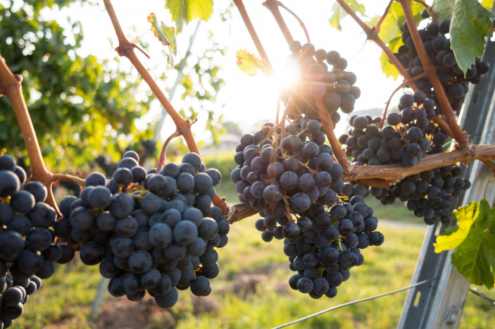 Konsumsi Buah Anggur Secara Teratur Bermanfaat untuk Kesehatan Kulit