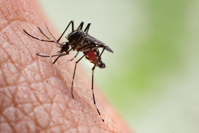 Nyamuk di Vietnam dan Kamboja Kebal Insektisida