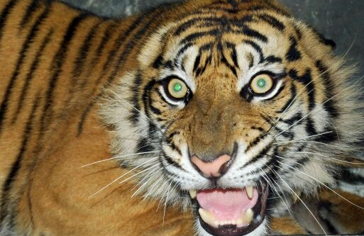 Pembalak Liar Di Siak Tewas Diterkam Harimau Sumatera