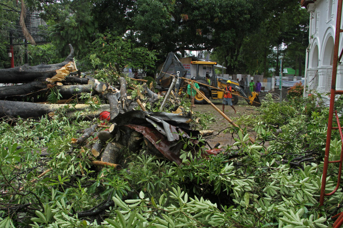 Warga Kota Palembang Diimbau Waspada Pohon Tumbang
