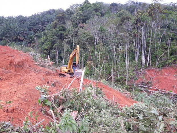 Ilegal Logging di Kalsel Terus Berlangsung meski Bencana Kerap Datang 