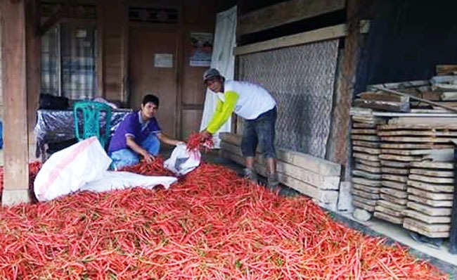 Memasuki Musim Panen, Harga Cabai Anjlok di Daerah Pantura Jateng