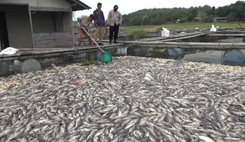 Kematian Ikan Keramba di Kedung Ombo Terus Bertambah, Petani Rugi Rp6 Miliar