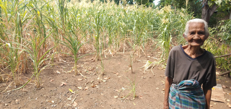 Sebulan tak Hujan Petani Jagung di Lembata terancam Gagal Panen