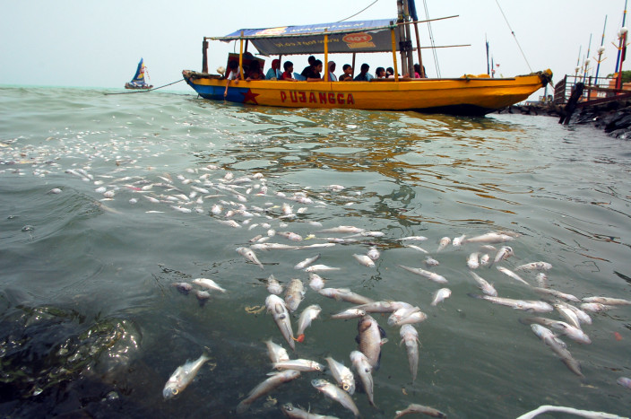 Ribuan Ikan Mati di Pesisir Laut Selayar, Setelah Air Hijau dan Berbau