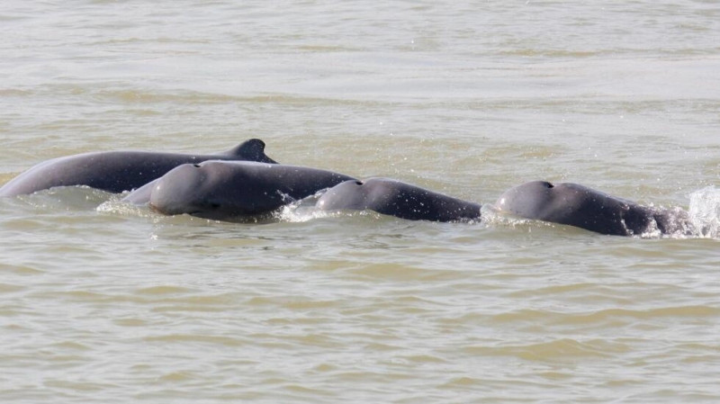 PM Kamboja Perintahkan Lindungi Lumba-lumba di Sungai Mekong