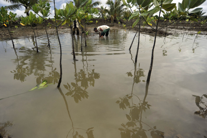 BPDLH Gelontorkan Rp3 Triliun untuk Rehabilitasi Mangrove 2023